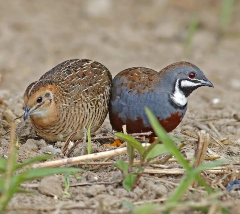 Codorna Chinesa Caracter Sticas Reprodu O Alimenta O E Como Criar