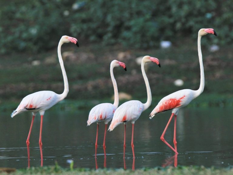 Flamingo Comum Caracter Sticas Reprodu O Alimenta O E Habitat