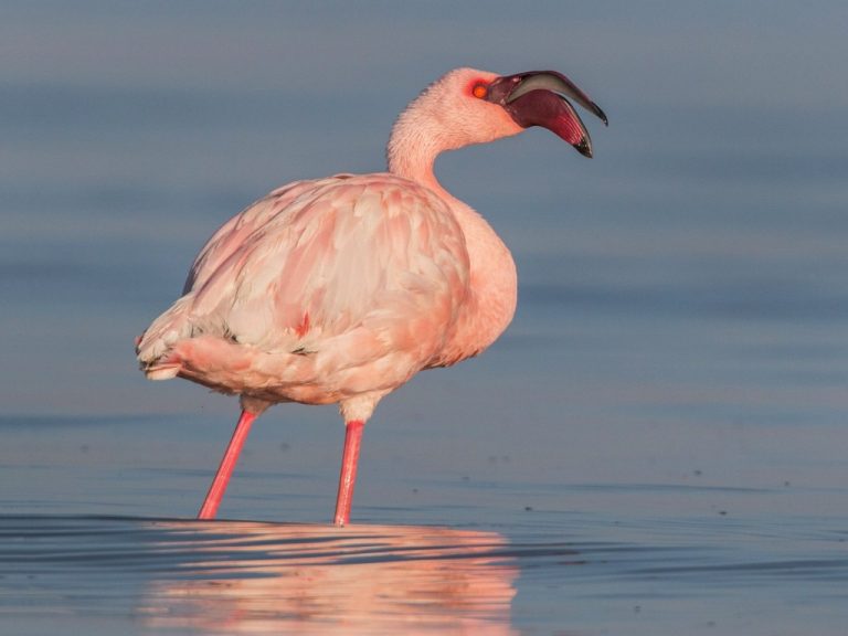 Flamingo Pequeno Caracter Sticas Reprodu O Alimenta O