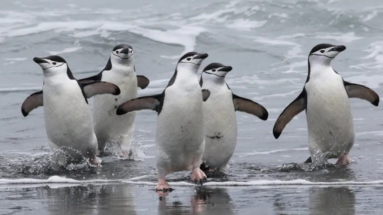 Pinguim De Barbicha Caracter Sticas Reprodu O Alimenta O E