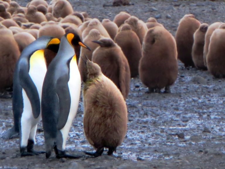 Pinguim Rei Esp Cies Caracter Sticas Reprodu O Alimenta O E