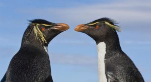 Pinguim Saltador Da Rocha Caracter Sticas Reprodu O Alimenta O