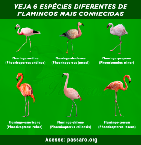 Tipos De Flamingo Caracter Sticas Curiosidades Habitat E