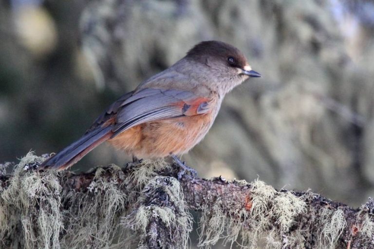 Gaio Siberiano Origem Caracter Sticas Reprodu O Habitat E