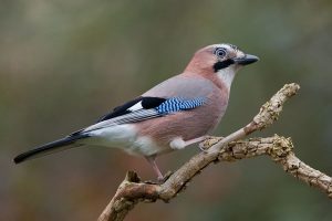 Gaio Caracter Sticas Reprodu O Habitat Alimenta O E Canto P Ssaros