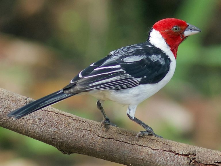 Como criar galo da campina características autorização espaço e