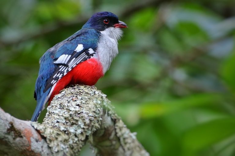 Tocororo Caracter Sticas Habitat Reprodu O Alimenta O E Canto