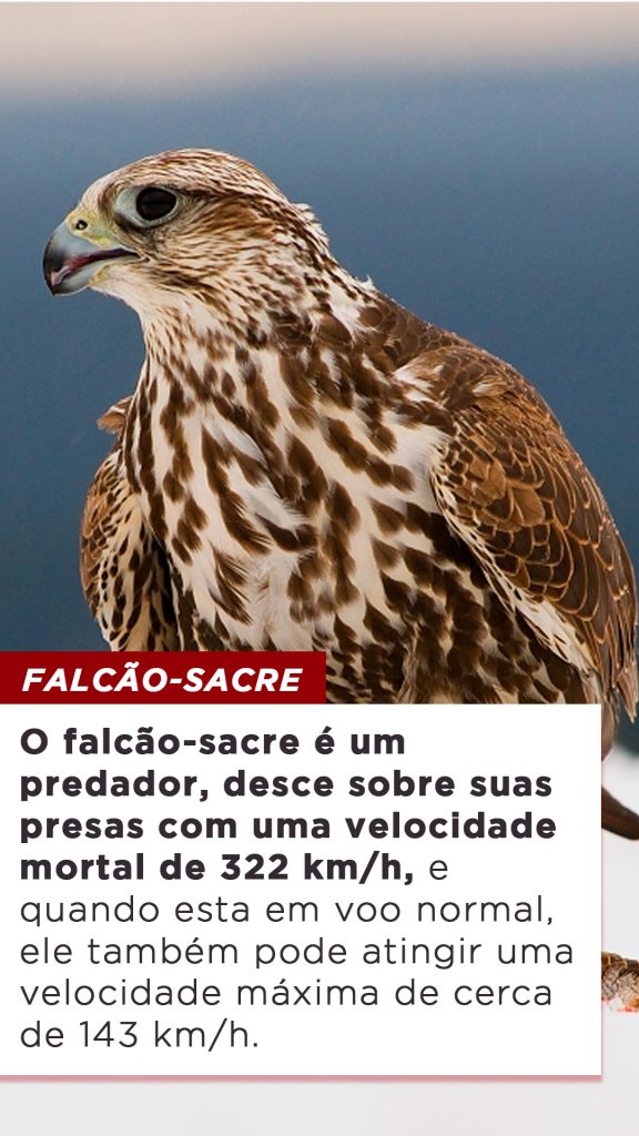 Top Aves Mais R Pidas Do Mundo P Ssaros