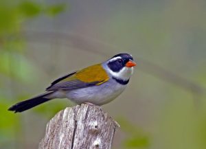 Tico tico de bico amarelo características habitat reprodução e