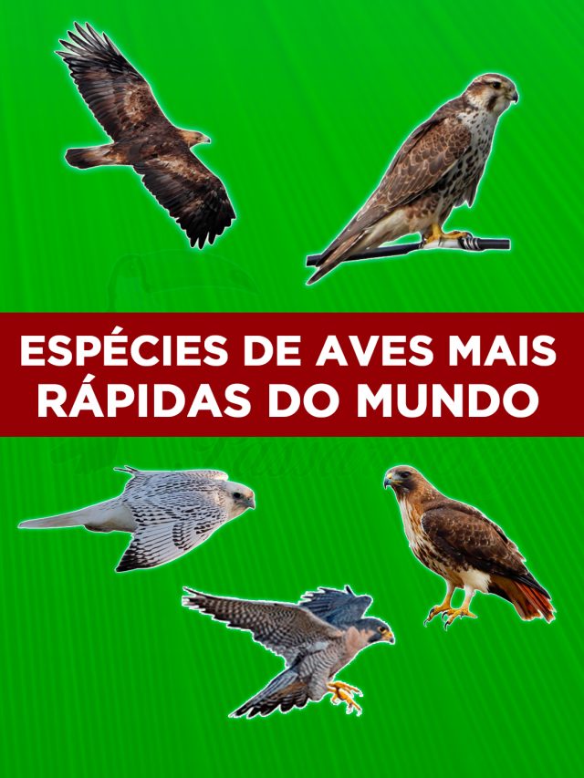 Top 7 aves mais rápidas do mundo Pássaros