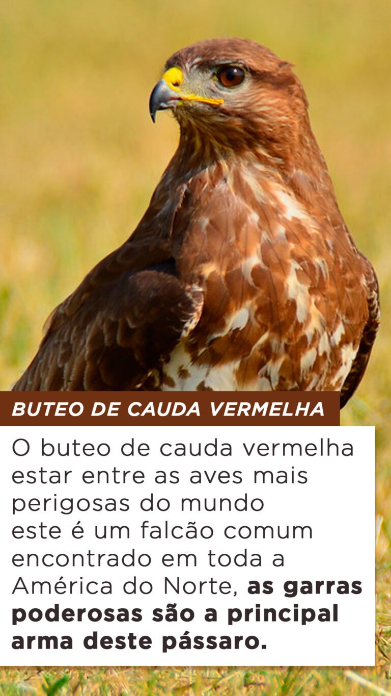 Top Aves Mais Perigosas Do Mundo P Ssaros