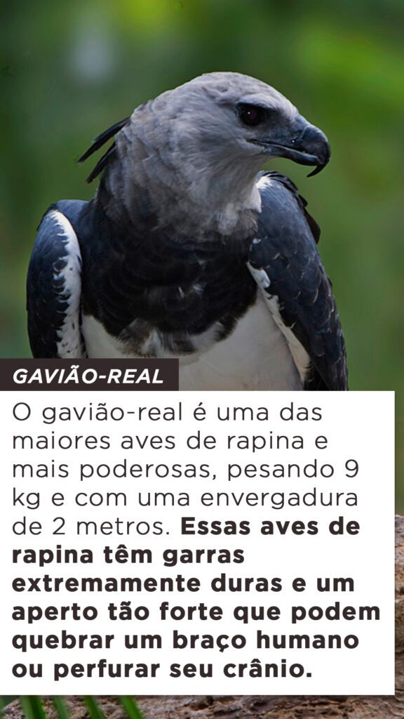 10 Maiores aves de rapina do mundo Pássaros