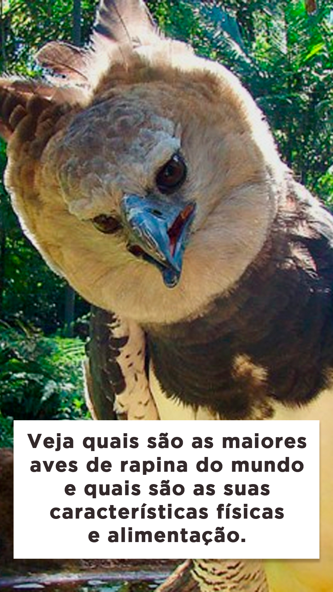 Maiores Aves De Rapina Do Mundo P Ssaros