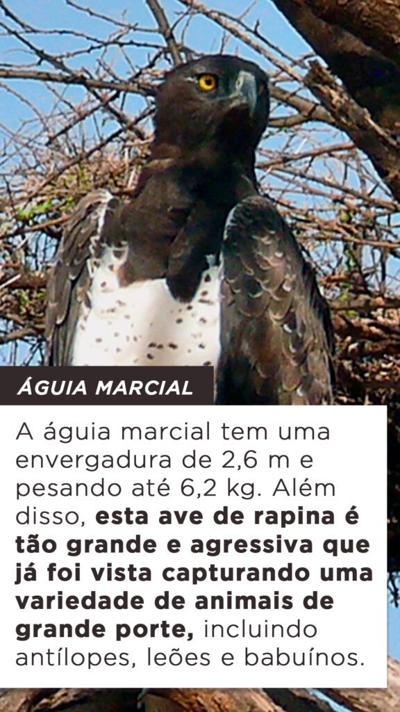 Maiores Aves De Rapina Do Mundo P Ssaros