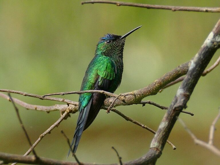 Beija Flor De Fronte Violeta Caracter Sticas Habitat Reprodu O