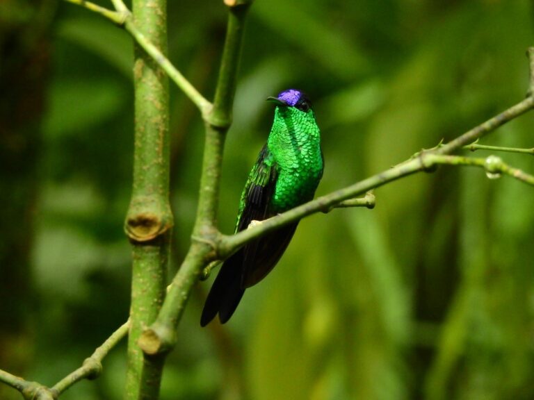 Beija Flor De Fronte Violeta Caracter Sticas Habitat Reprodu O