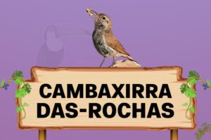 Cambaxirra Das Rochas Caracter Sticas Habitat Reprodu O