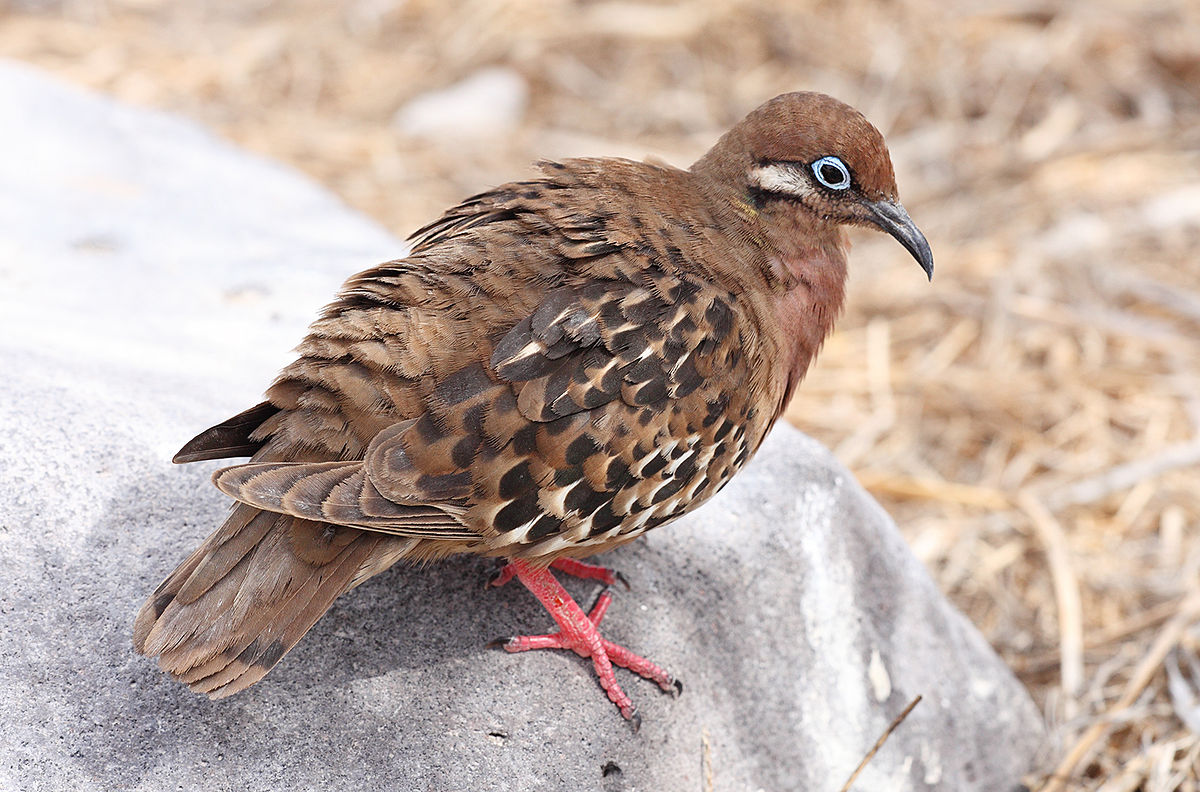 Pombo de Galápagos habitat