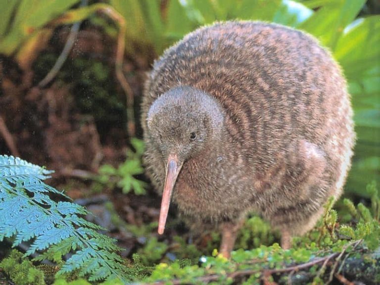Kiwi origem, características, alimentação, reprodução, hábitos e canto
