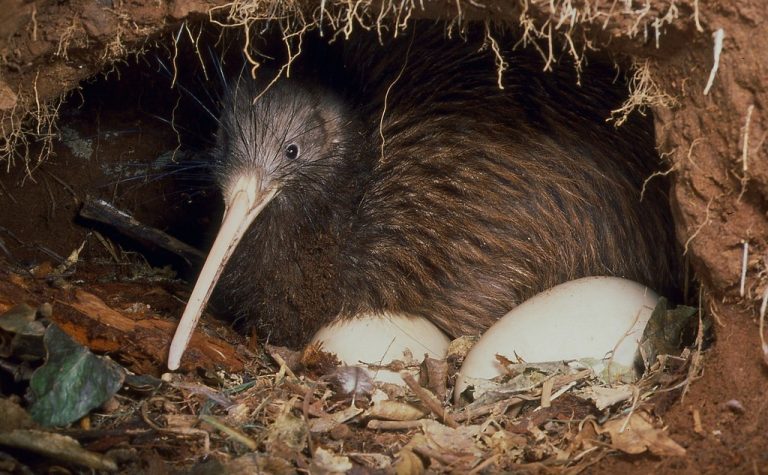 kiwi: Características, Alimentação, Reprodução e Hábitos!