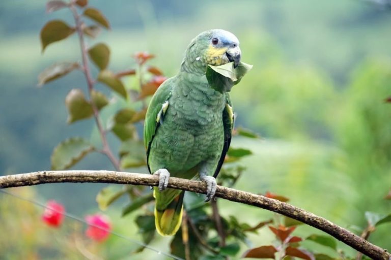 Papagaio Do Mangue Subesp Cies Caracter Sticas Reprodu O Alimenta O E Habitat P Ssaros