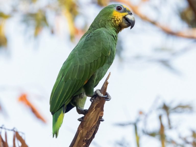 Como Criar Papagaio Do Mangue Cuidados Alimenta O E Principais Doen As P Ssaros