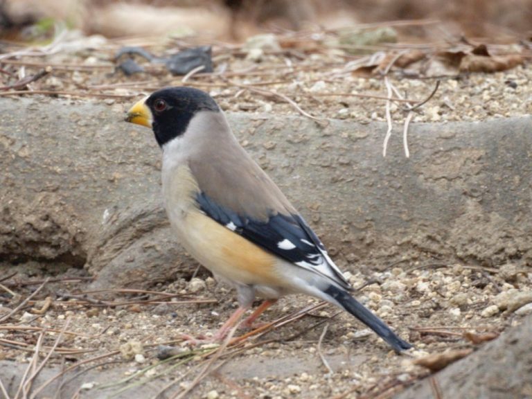 Yellow-billed Grosbeak: Características, Habitat, Reprodução E ...