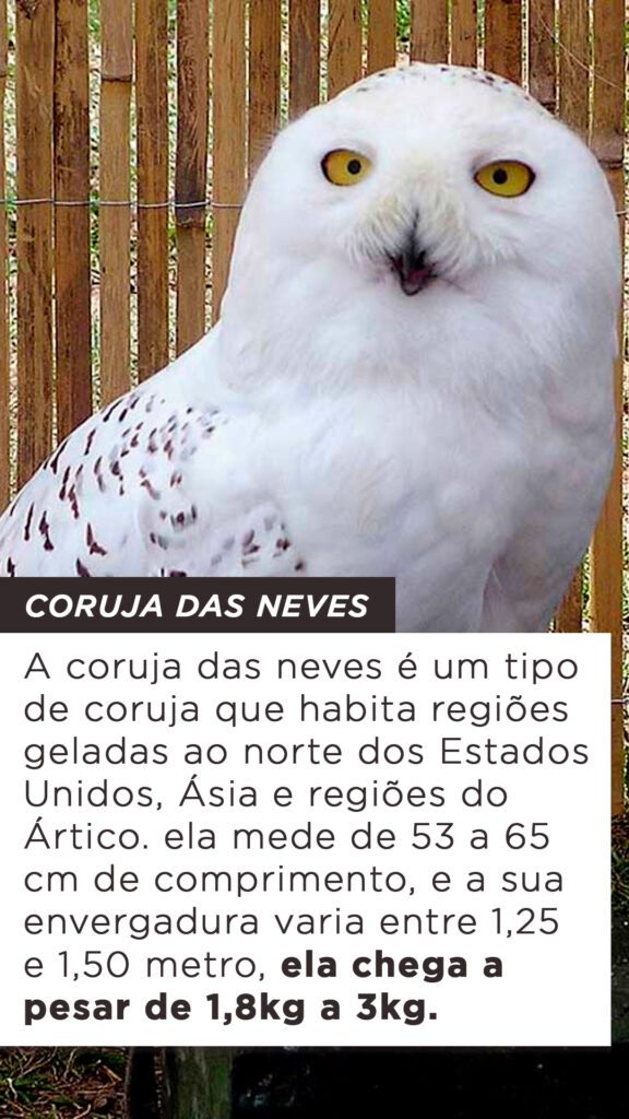 Tipos De Coruja Mais Conhecidas No Brasil P Ssaros