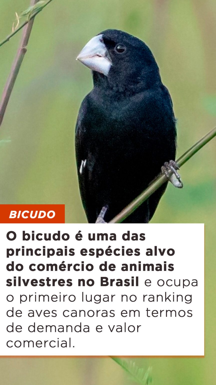 Esp Cies De Aves Mais Traficadas No Brasil P Ssaros