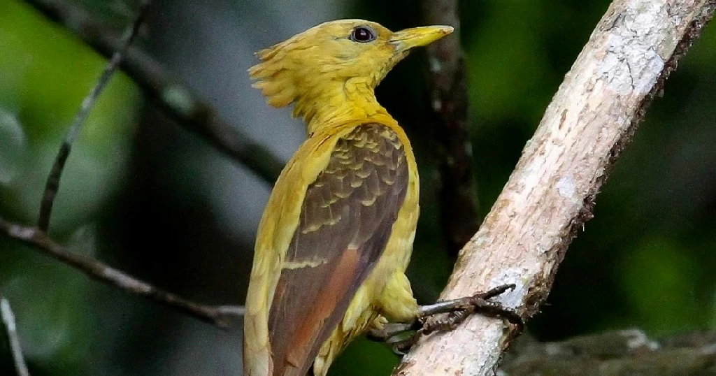 Pica-pau-amarelo: características, habitat, reprodução, alimentação e ...