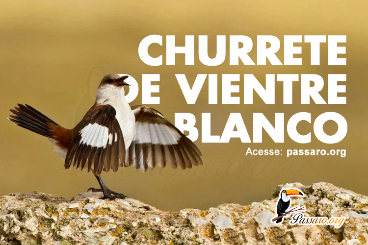 churrete de vientre blanco