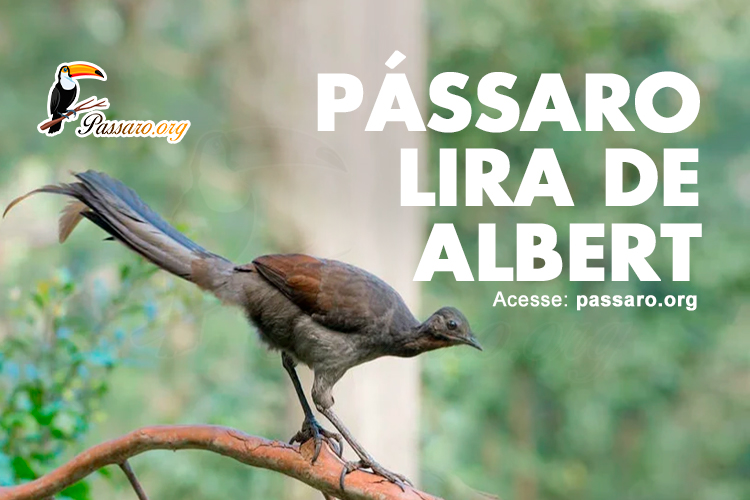 passaro lira de albert