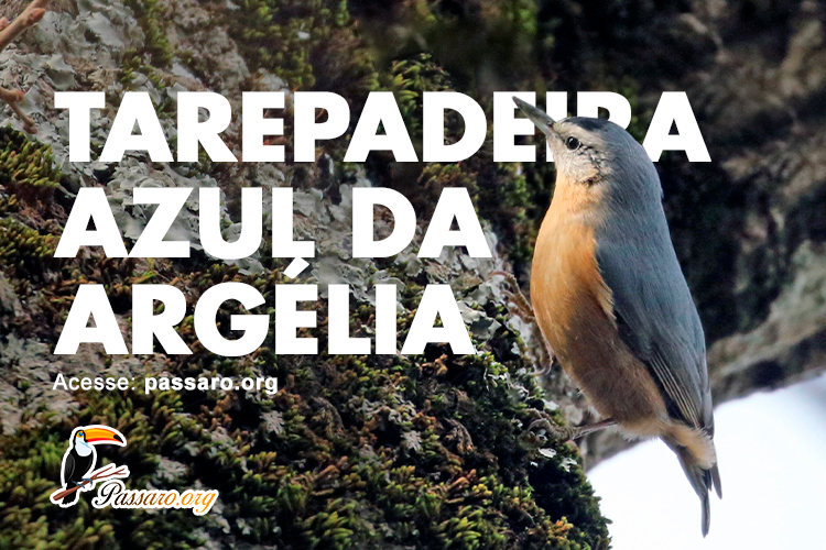 tarepadeira azul da argelia